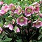 Image result for Helleborus orientalis purpurea