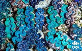 Image result for Maxima Clam