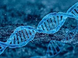 Image result for Tumor Gene Mutation