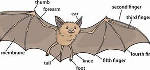 Image result for Bat Features