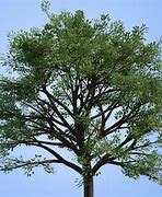 Image result for Tree Alpha