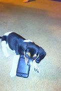 Image result for iPod Dog 2