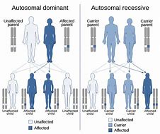 Image result for Recessive