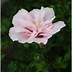 Bilderesultat for Hibiscus syriacus Pink Chiffon