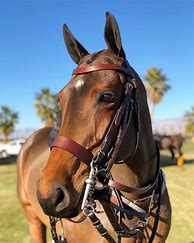 Image result for Polo Bridle