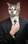 Image result for Business Cat Meme