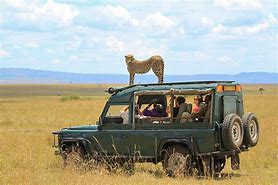Image result for How Does a Safari Look Like