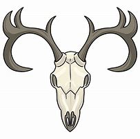 Image result for Deer Skull with Jaw