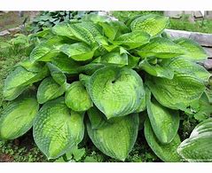 Image result for Hosta Paradigm