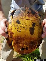 Image result for Trachemys Emydidae