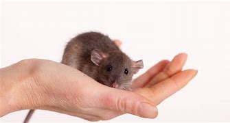 Image result for Baby Rat Size