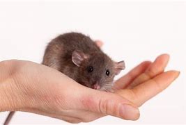 Image result for Baby Rat vs Mouse