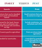 Image result for Pest vs Insect