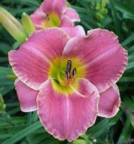 Hemerocallis Shannon Leah 的图像结果