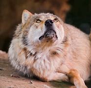 Image result for Wolf Staring Galaxy Meme