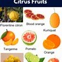 Image result for Citrus Fruit Family Tree