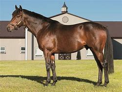 Image result for site:www.bloodhorse.com