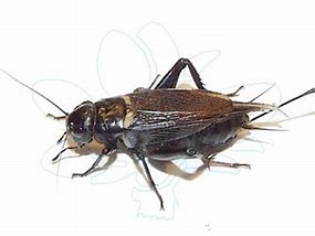 Image result for Insekti Crni Mali