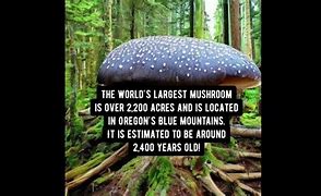 Image result for Giant Mushroom in Yard Oregon