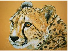 Image result for Cheetah Paint