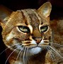 Image result for Spotted Wild Cats