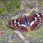 Image result for Iridescent Butterfly