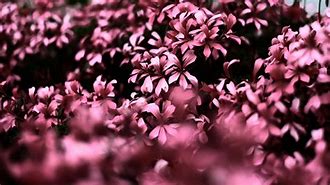 Image result for Blur Pink Zoom Wallpaper