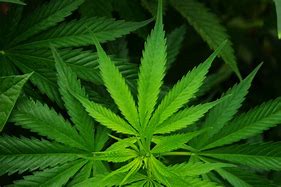Image result for Picure of Cannabis Leaf
