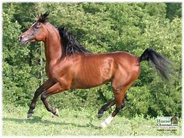 Image result for Arabian Horse Wallpaper