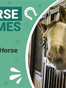 Image result for Weird Horse Names