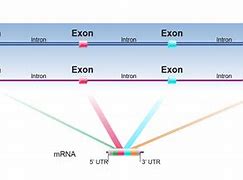 Image result for Exon 1 vs 5