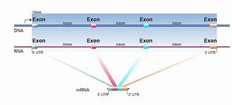 Image result for Rays Genome Exon