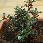 Image result for Ilex aquifolium Alaska