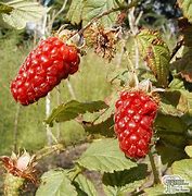 Image result for Rubus hybrida Loganberry