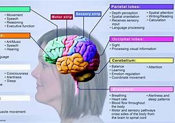 Image result for Memory Brain Region