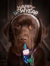 Image result for Happy New Year Black Lab