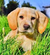 Image result for Hunting Dog Puppies