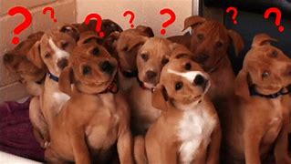 Image result for Cute Questions Meme