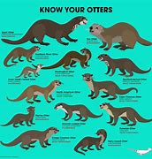 Image result for On the Internet No Body Knows You Are Otter