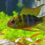 Image result for Blue Ram Cichlid