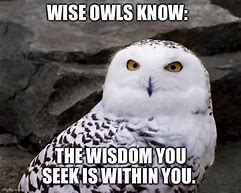 Image result for Wise Owl Meme