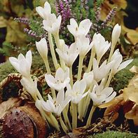 Image result for Colchicum autumnale Alba