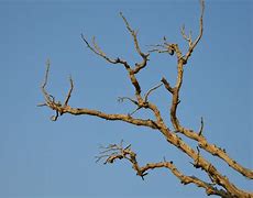 Image result for Single Tree Branch
