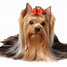 Image result for Yorkie with a Bow PNG