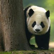 Image result for Animals in China Facts