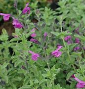Image result for Salvia Arctic Blaze Purple