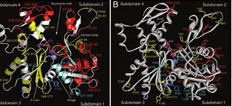 Image result for actin�g4afo