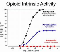 Image result for Opioid Cross-Sensitivity Chart