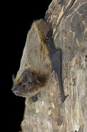 Image result for Bat Upside Down On Door