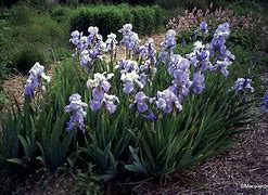 Image result for Iris Jane Philips (Germanica-Group)